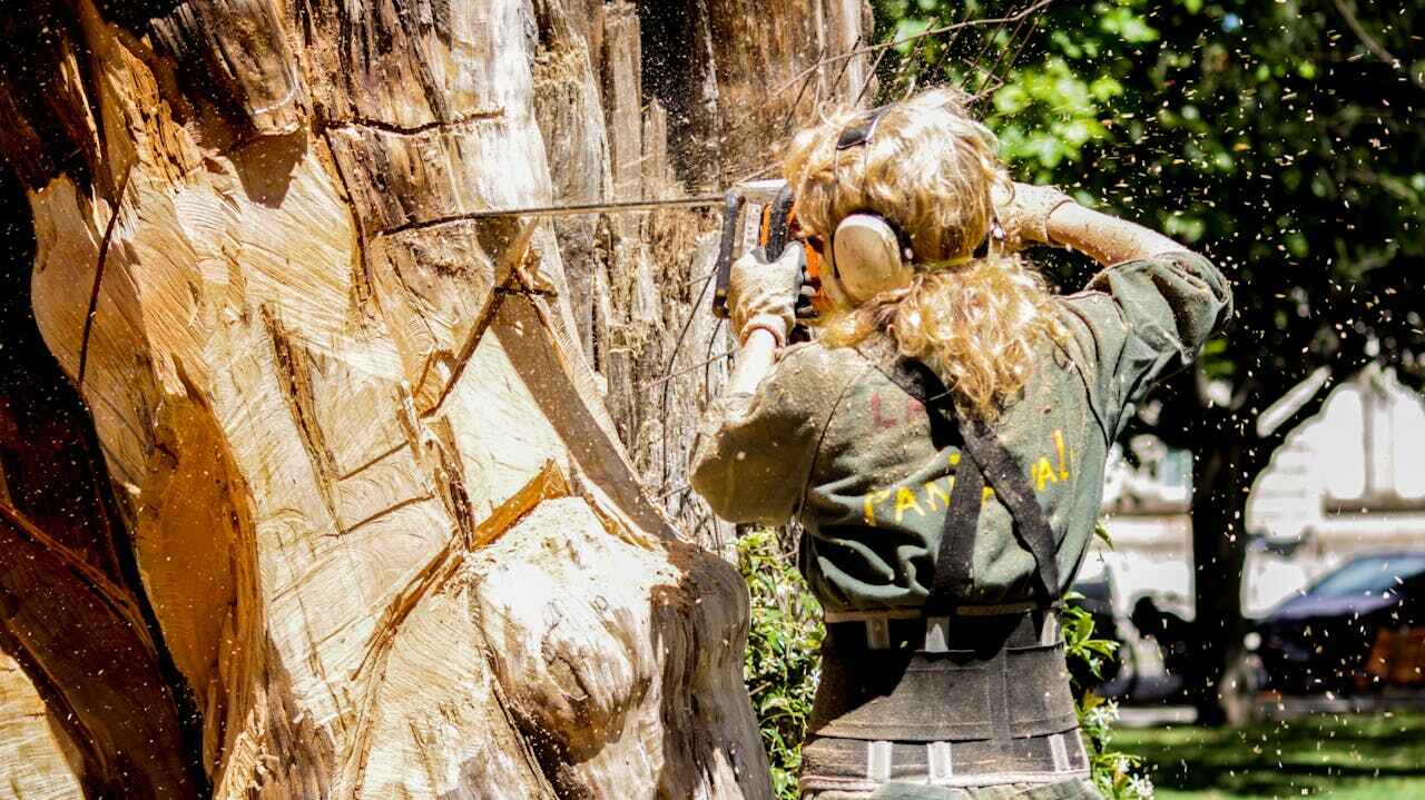 Best Tree Removal Near Me  in Paris, MO